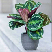 Calathea Medallion Seeds