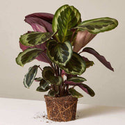Calathea Medallion Seeds