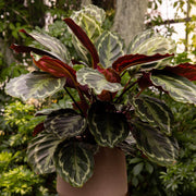 Calathea Medallion Seeds