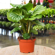 Calathea Orbifolia Seeds