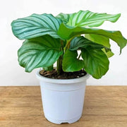 Calathea Orbifolia Seeds