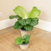 Calathea Orbifolia Seeds