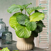 Calathea Orbifolia Seeds