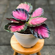 Calathea Roseopicta Seeds