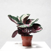 Calathea Seeds