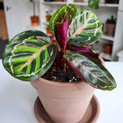 Calathea Seeds