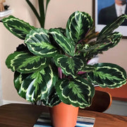 Calathea Seeds