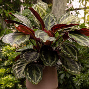 Calathea Seeds