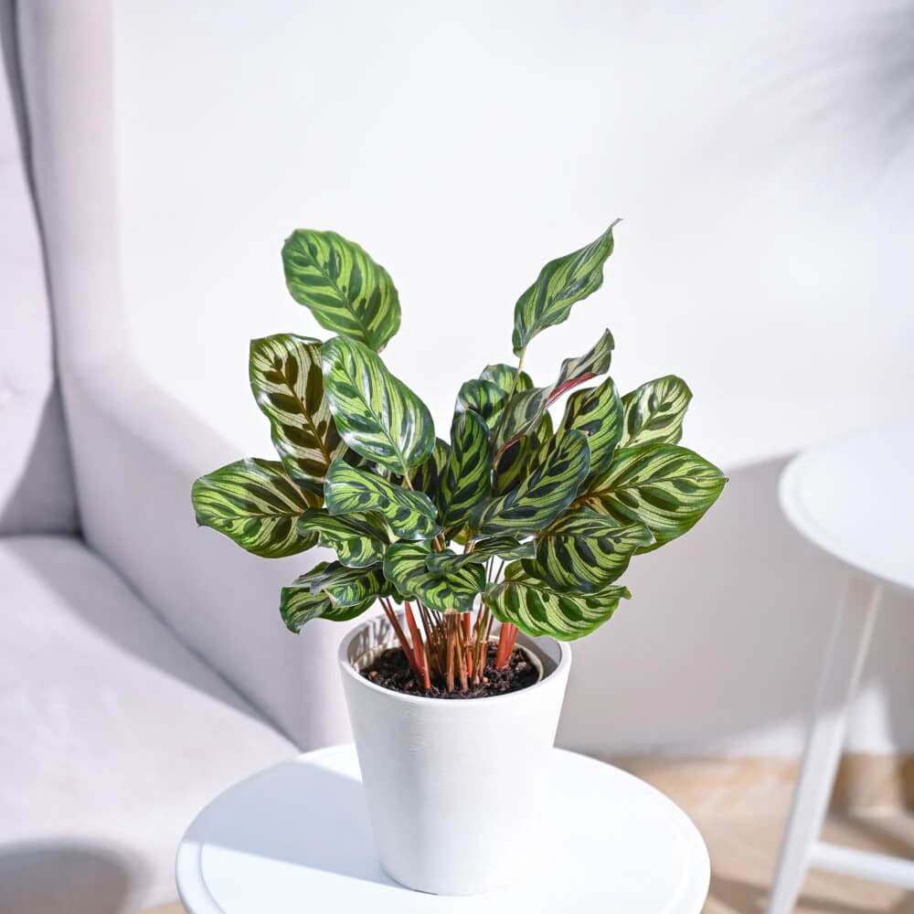 Calathea Seeds