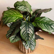 Calathea Seeds