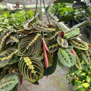 Calathea Seeds