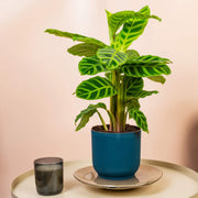Calathea Seeds, Calathea zebrina