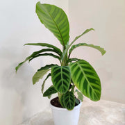 Calathea Seeds, Calathea zebrina
