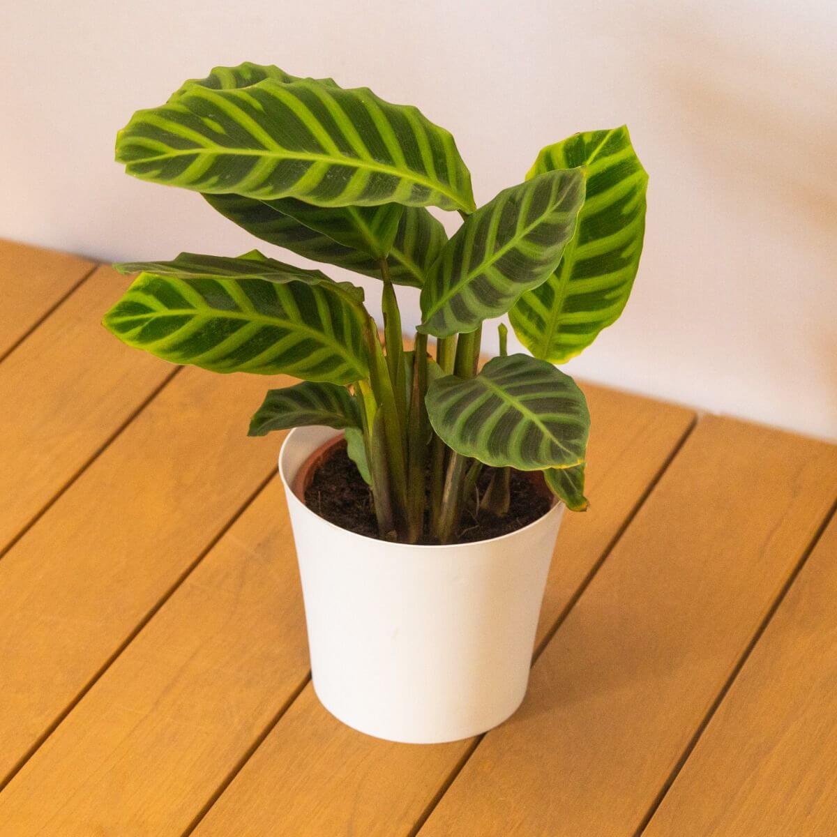 Calathea Seeds, Calathea zebrina