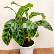 Calathea Seeds, Calathea zebrina