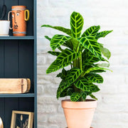 Calathea Seeds, Calathea zebrina
