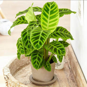 Calathea Seeds, Calathea zebrina