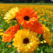 Fancy Mix Calendula Seeds