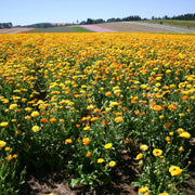 Fancy Mix Calendula Seeds