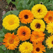 Calendula Seeds - for Home Gardens Seeds