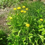 Golden Emperor Calendula Seeds