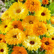 Fancy Mix Calendula Seeds
