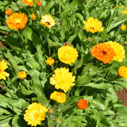 Fancy Mix Calendula Seeds