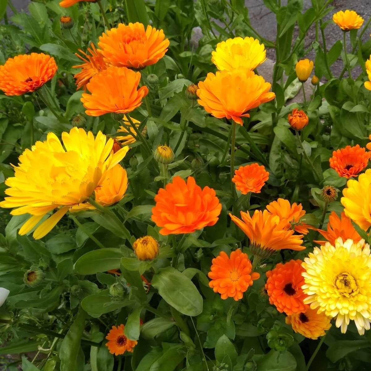 Flower Bed Calendula Seeds