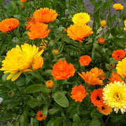 Flower Bed Calendula Seeds