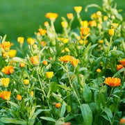 Flower Bed Calendula Seeds