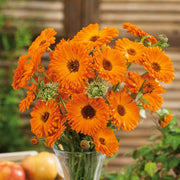 Geishe Girl Calendula Seeds
