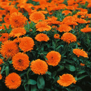 Geishe Girl Calendula Seeds