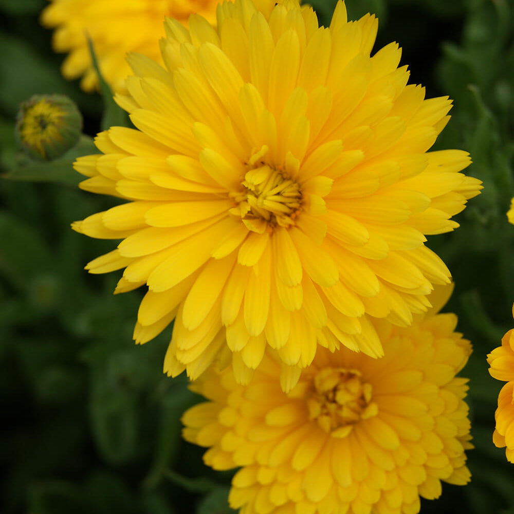 Golden Emperor Calendula Seeds