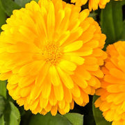 Golden Emperor Calendula Seeds