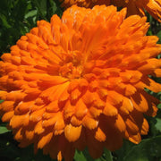 Heirloom Calendula Seeds, Herbal