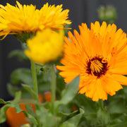 Pot Marigold Calendula Officinalis Seeds