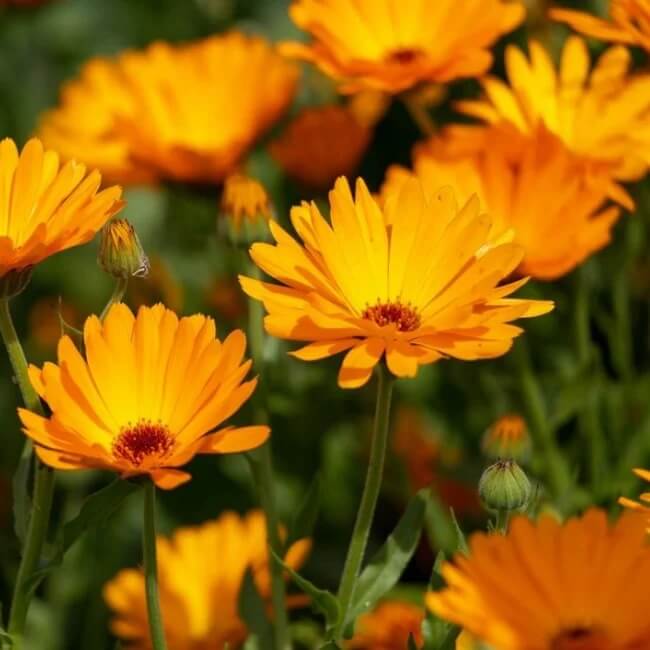 Pot Marigold Calendula Officinalis Seeds