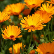 Pot Marigold Calendula Officinalis Seeds