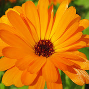 Pot Marigold Calendula Officinalis Seeds