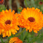 Pacific Beauty Orange Calendula Seeds