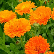 Pacific Beauty Orange Calendula Seeds