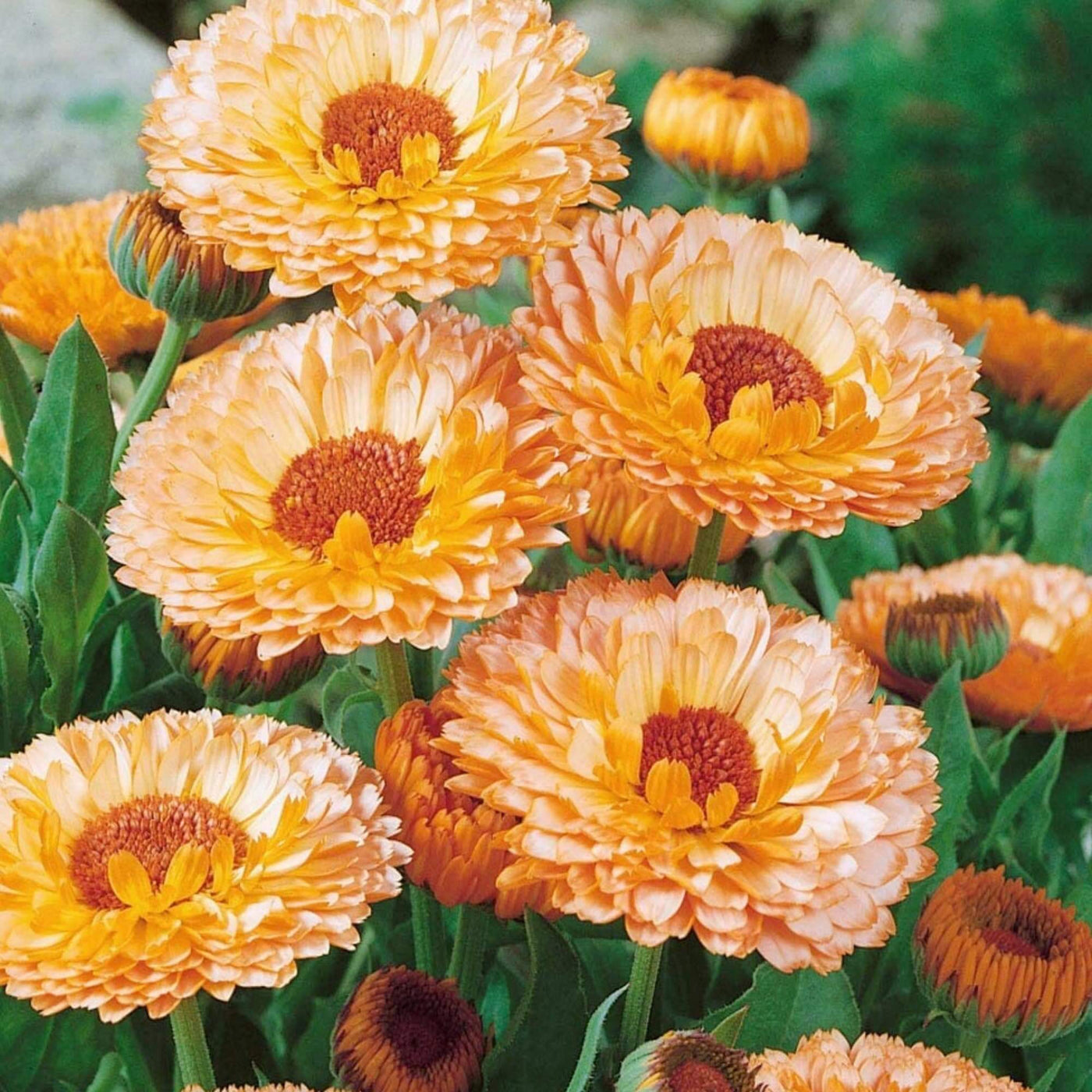 Pink Heirloom Calendula Seeds