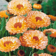 Pink Heirloom Calendula Seeds