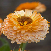 Pink Heirloom Calendula Seeds