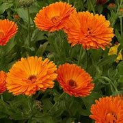 Red Heirloom Calendula Seeds