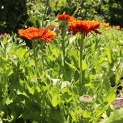 Red Heirloom Calendula Seeds