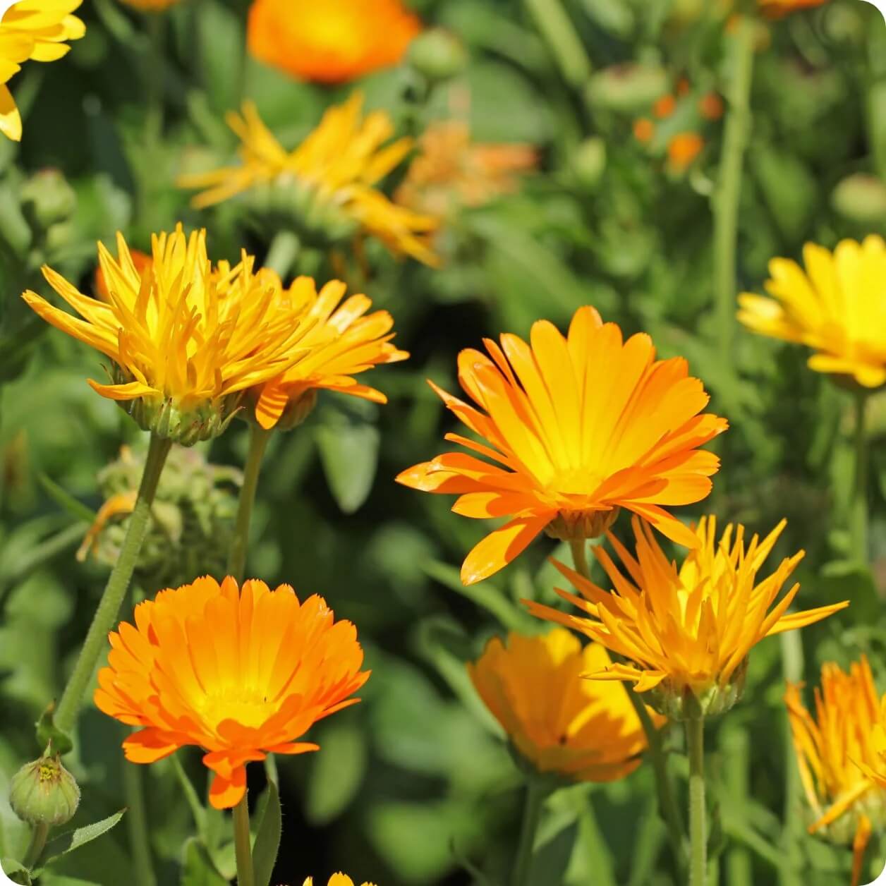 Resina Calendula Seeds