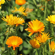 Resina Calendula Seeds