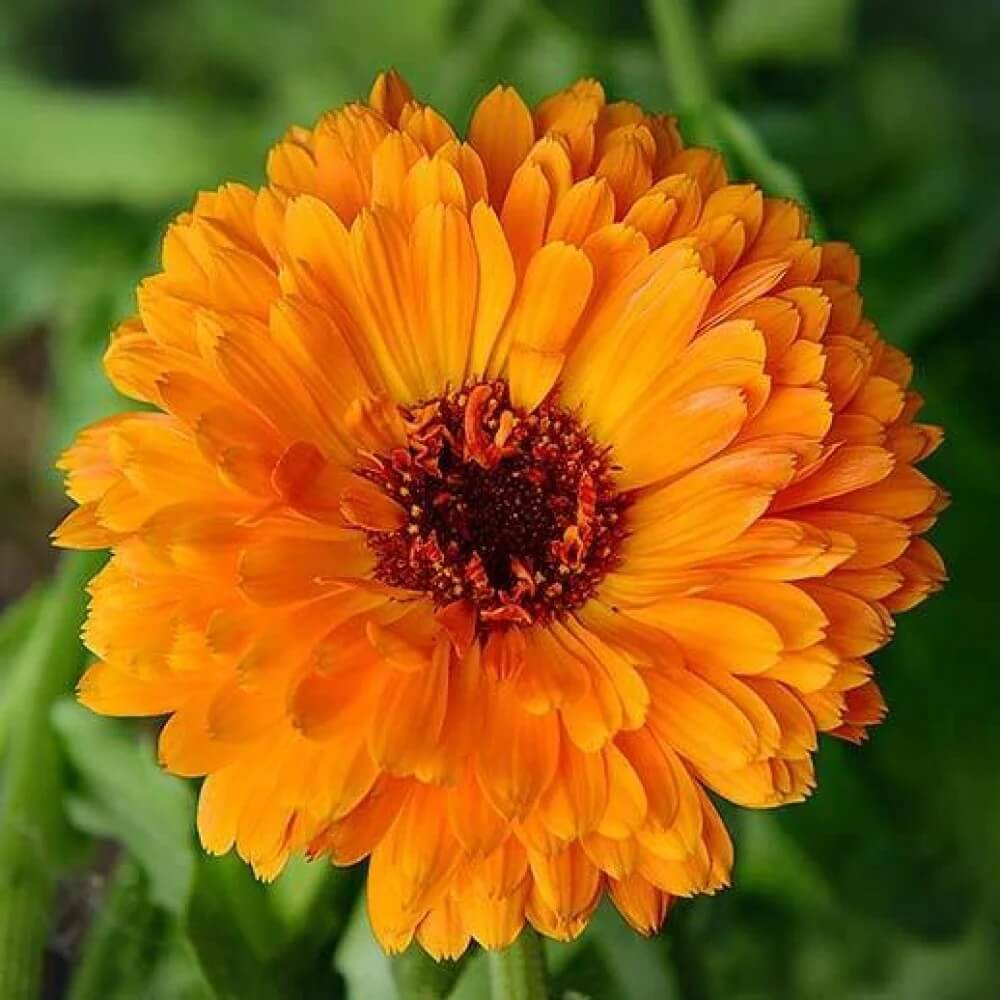 Calendula Seeds - for Home Gardens Seeds