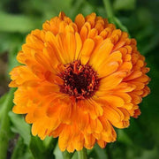 Calendula Seeds - for Home Gardens Seeds
